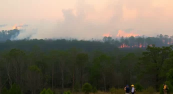 Wildfires Devastate South Carolina as Firefighters Battle Blaze